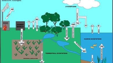 Azot Döngüsü Nedir? Özellikleri Nelerdir? 1 azot dongusu 1