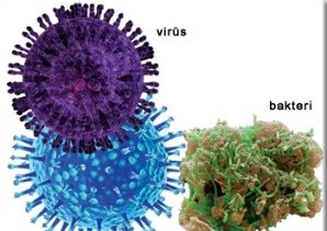 bakteri ile virüs