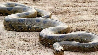 dünyanın en büyük yılanı