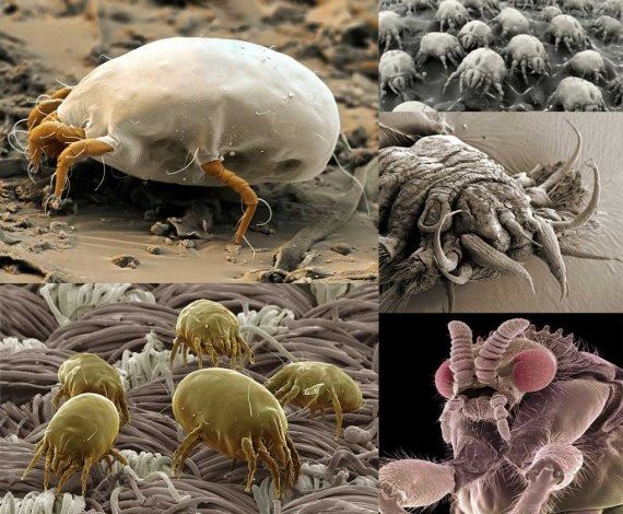 mikroskopik canlılar