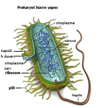 prokaryot